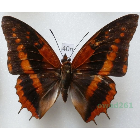 Charaxes lucretius (Cramer 1775) Nigeria 66mm40n